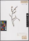 Foto von Salix aurita L.